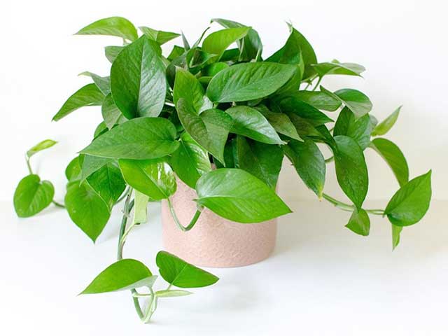 Chăm sóc cây trầu bà | Vườn tự động