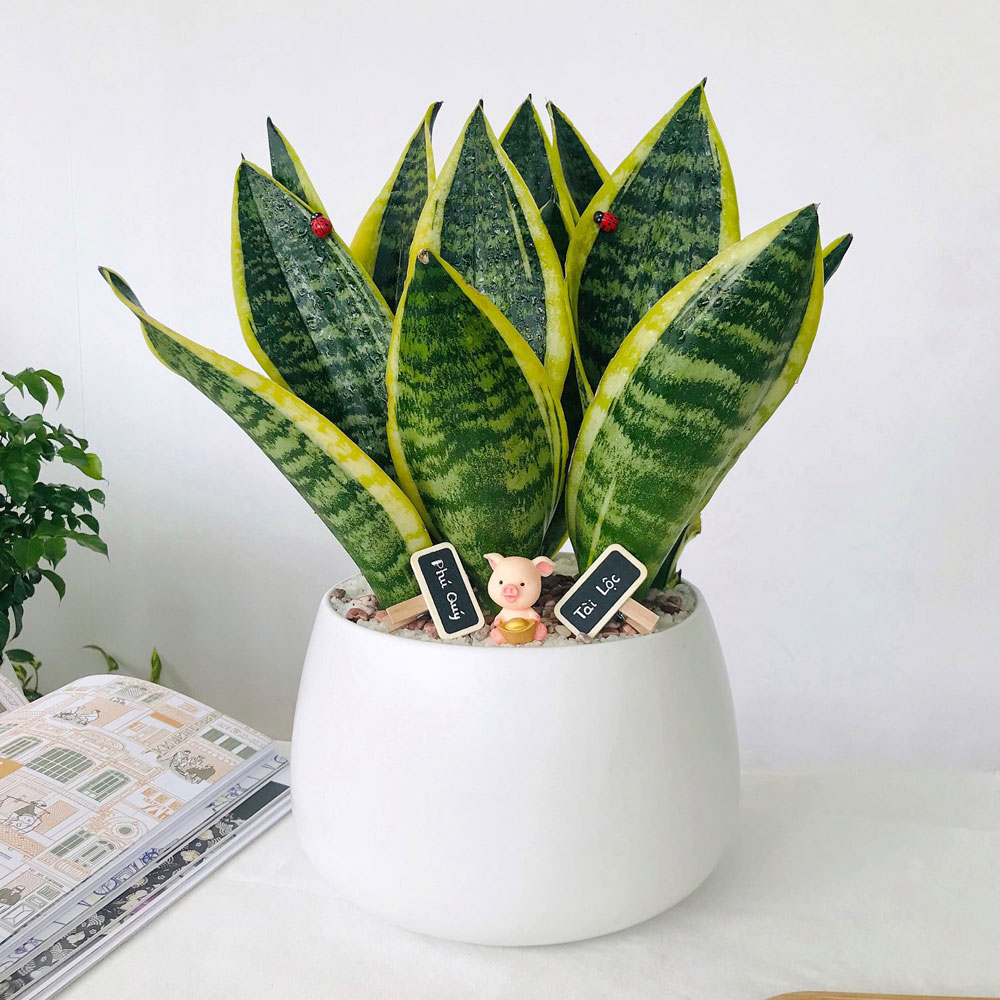 Cây Lưỡi Hổ Để Bàn • MOW Garden